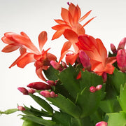 Schlumbergera Seeds - Herbal Plant For Home Gardens Seeds