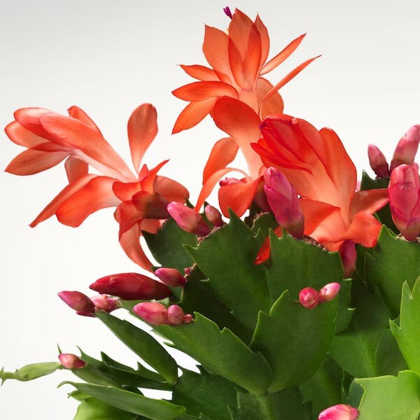 Schlumbergera Seeds - Herbal Plant For Home Gardens Seeds