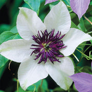 White and Purple Clematis Seeds