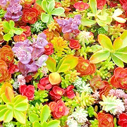 Mixed Perennial Star Sedum Seeds