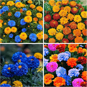Blue and Yellow Marigold Seeds