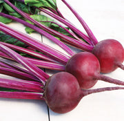 Purple Beet Seeds