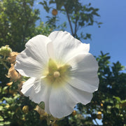White Hollyhock Seeds
