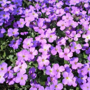 Rainbow Rock Cress Seeds