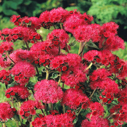 Red Ageratum Seeds