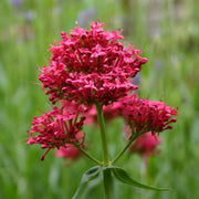 Red Jupiter's Beard Seeds, Herbal