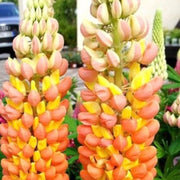 Orange Yellow Lupine Seeds