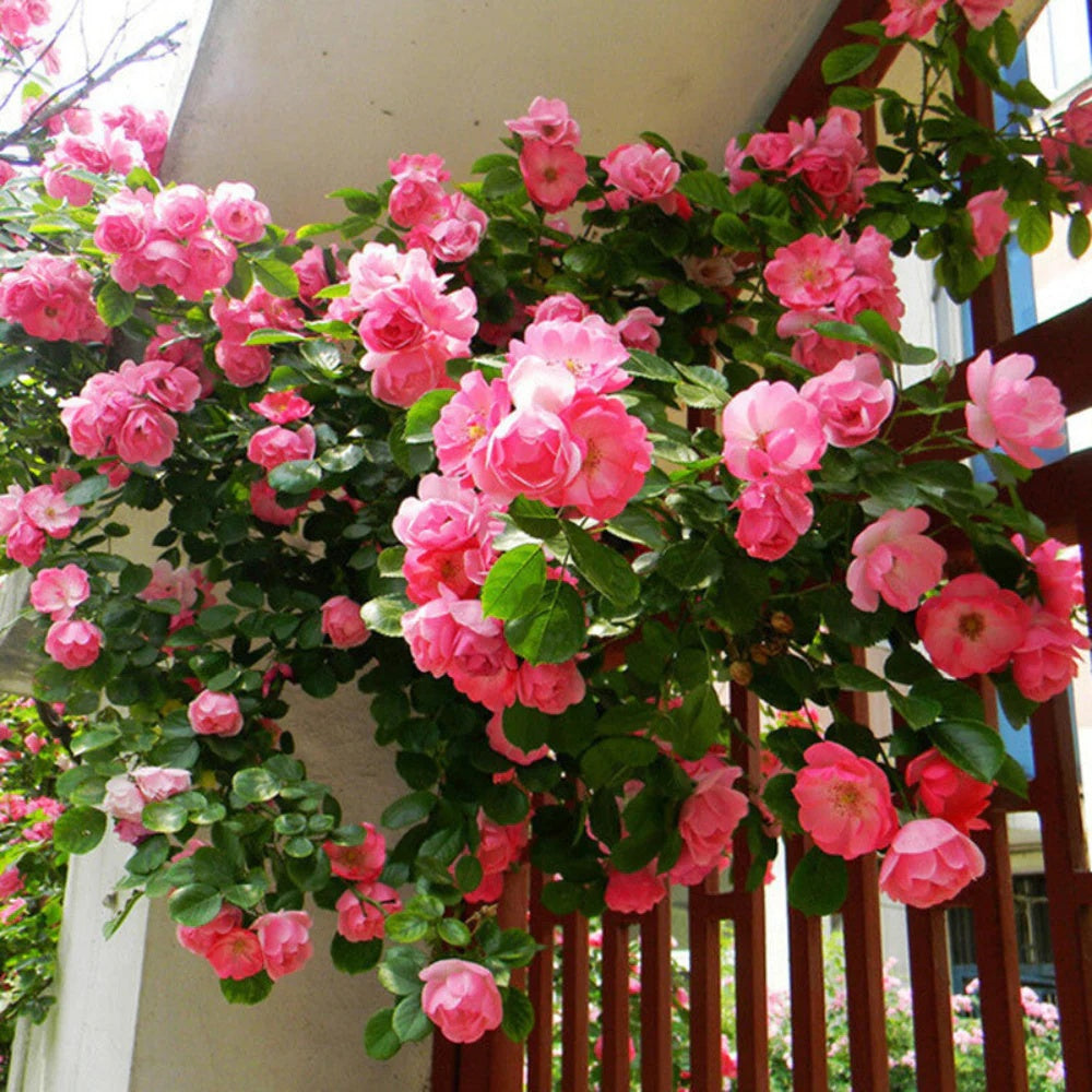 Climbing Pinkie Rose Seeds