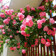 Climbing Pinkie Rose Seeds