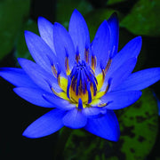 Nymphaea caerulea Blue Lotus Seeds