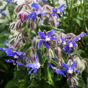 Thick Blue Borage Seeds