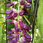 Mucuna Pruriens Velvet Bean Seeds