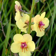 Moth Mullein Seeds