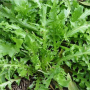 Ji Cai Shepherd's Purse Seeds, Herbal