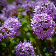 Lemon Thyme Seeds - Herbal Seeds