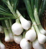 White Sweet Spanish Onion Seeds