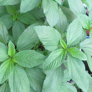 Egyptian Green Molokhia Seeds, Herbal