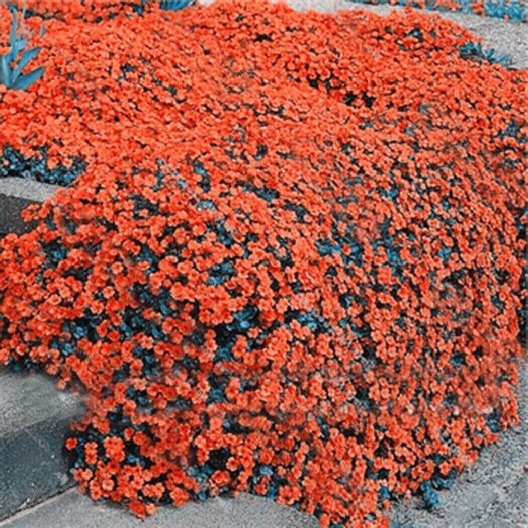 Orange Creeping Thyme Seeds, Herbal