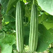 Angled Muop Khia Luffa Seeds