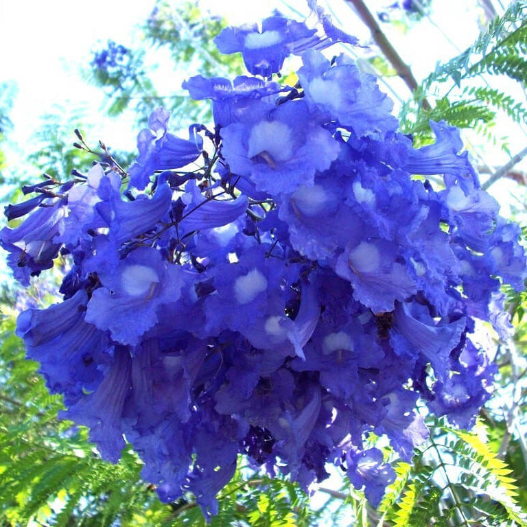Blue Jacaranda Seeds, Jacaranda mimosifolia