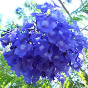 Blue Jacaranda Seeds, Jacaranda mimosifolia