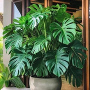 Deliciosa Monstera Seeds