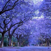 Blue Jacaranda Seeds, Jacaranda mimosifolia