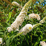 White Buddleia Butterfly Bush Seeds
