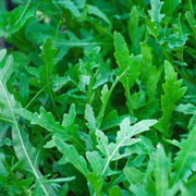 Rucola Coltivata Arugula Seeds