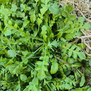 Ji Cai Shepherd's Purse Seeds, Herbal