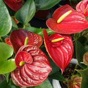 Exotic Anthurium Seeds, Herbal