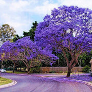 Blue Jacaranda Seeds, Jacaranda mimosifolia
