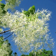 Fringe seeds - for Home Gardens Seeds