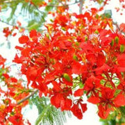 Delonix regia Royal Poinciana Seeds
