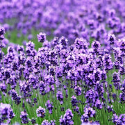 Munstead Lavender Seeds