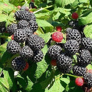 Black Raspberry Seeds
