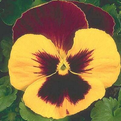 Dynamite Red Yellow Pansy Seeds