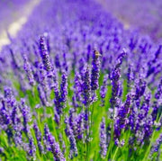 Munstead Lavender Seeds