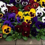 Schweizer Riesen Mix Pansy Seeds