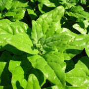 New Zealand Spinach Seeds