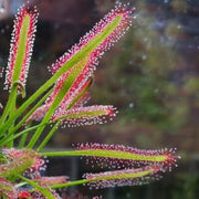 Drosera Capensis Sundew Seeds, Herbal