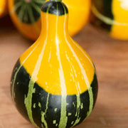 Goblin Eggs Gourd Seeds