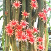 Fragrant Hildewintera winteri Seeds