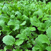 Green in the Snow Mustard Seeds