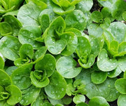 Corn Salad Seeds