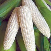 Silver Queen Sweet Corn Seeds