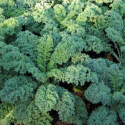 Borecole Winterbor Kale Seeds