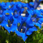 Dark Blue Gentian Seeds, Herbal