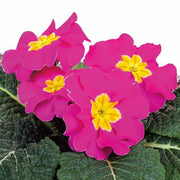 Dark Pink Primula Seeds