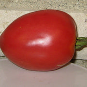 Red Grushovka Tomato Seeds